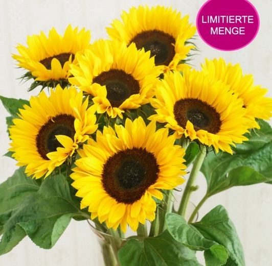 Sommerlicher Strauß Sonnenblumen nur 14,89 Euro inkl. Versand