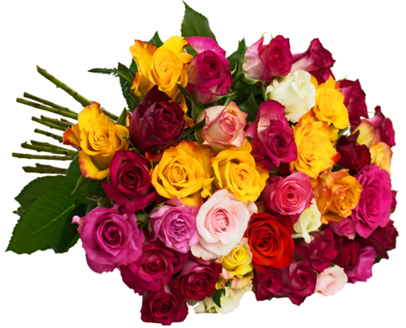 Strauß mit 40 bunten Rosen bei Blume Ideal für nur 19,85 Euro inkl. Versand