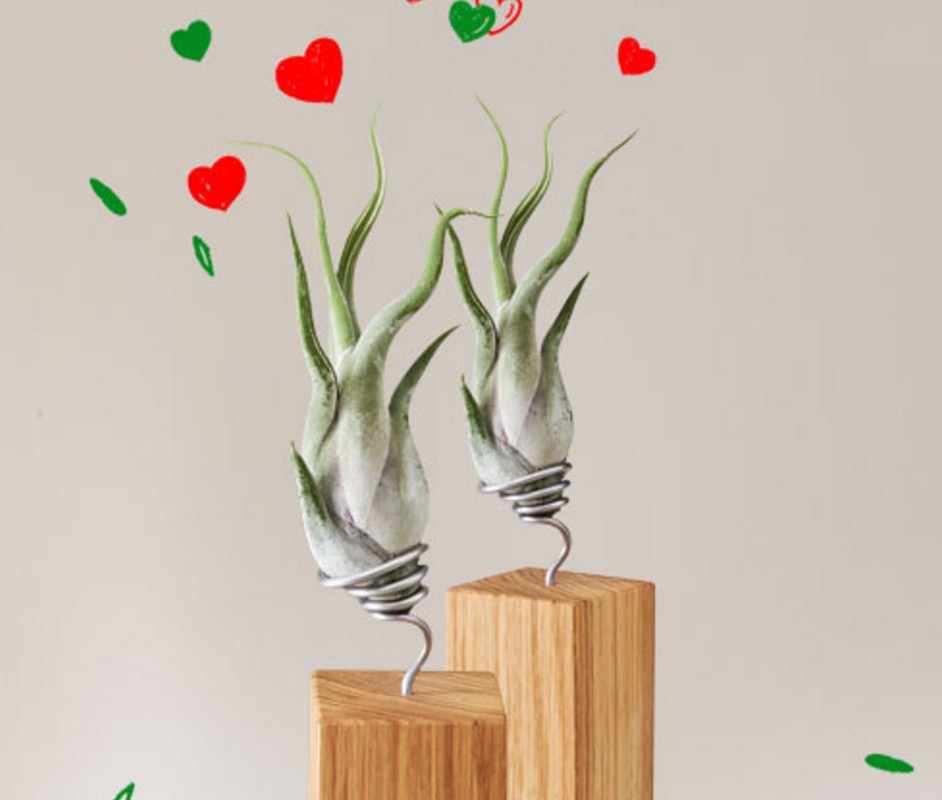 Coole Geschenkidee zum Valentinstag – Ausgefallene Blumen bei EVRGREEN reduziert!