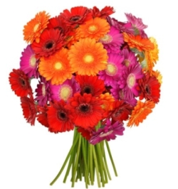 Blumenstrauß mit 33 bunten Gerbera für nur 19,98 Euro inkl. Versand