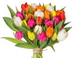 37 bunte Tulpen für 21,98 Euro inkl. Zustellung bei Blumeideal