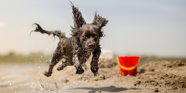 Ferien mit Hund an der Nordsee! Übernachtung im 4*Hotel (97%) in Wilhelmshaven für 2 Personen nur 58,- Euro