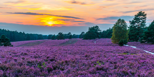 Lüneburger Heide! Übernachtung mit Frühstück im 4* Landhotel (81%) für 2 Personen nur 69,- Euro