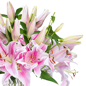 Blumenstrauß mit 24 pinken Lilien mit XXL Blüten für nur 24,98 Euro