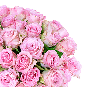 Blumenstrauß PinkDiamonds mit 35 pinken Rosen für nur 25,98€ inkl. Lieferung