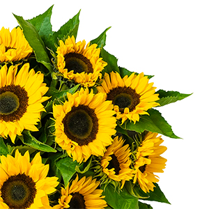 Strauß mit 20 Sonnenblumen für nur 23,98€ inkl. Lieferung