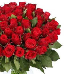 50 rote Rosen XXL für nur 45,98 € inkl. Versand.
