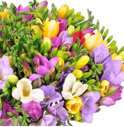 Blumenstrauß 50 bunte Freesien für 25,98€ (statt 45,98€)