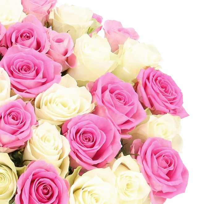Blumenstrauß „CottonCandy“ mit 50 weiß-pinke Rosen für nur 27,98€ (statt 50€)