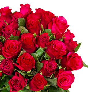 50 rote Rosen (40-50 cm Stiellänge) für nur 29,98€ inkl. Lieferung