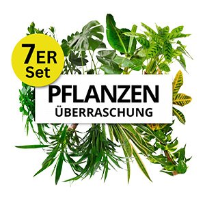 7er Set Pflanzen Überraschung für 27,48€ (statt 59,99€)