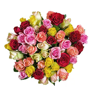 Strauß mit 44 bunten Rosen (40-50cm) für nur 29,48€ inkl. Lieferung (statt 45€)