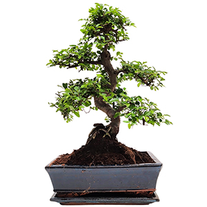 Bonsai-Deal: Chinesische Ulme mit Keramiktopf für nur 67,05€ inkl. Lieferung