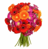 Blumenstrauß mit 45 bunten „Gerberas“ für nur 22,94 Euro inkl. Zustellung bei BlumeIdeal