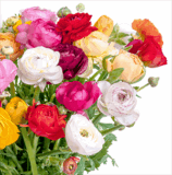 Blumenstrauß mit 31 Ranunkel + gratis Vase für nur 25,98 Euro inkl. Lieferung