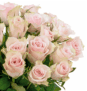 35 creme-rosa Rosen für nur 22,98 Euro inkl. Versand