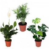3er Set: Monstera (55cm) + Bergpalme (50cm) + Spathiphyllum (60cm) für 25,98€ inkl. Versand (statt 35€)