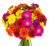 Blumenstrauß mit 44 bunten Gerbera für nur 23,94 Euro inkl. Zustellung