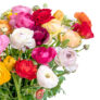 Strauß mit 50 bunten Ranunkeln für nur 32,48€ inkl. Lieferung