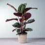Blume2000: Calathea Pflanze (grüne Pracht) inkl. Topf für 10€ inkl. Versand (statt 25€)