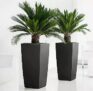 2x Japanischer Palmfarn (Cyca Revoluta) für 33,24€ inkl. Versand (statt 45€)