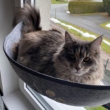 Aoresac Katzen Fensterkörbchen für 29,63€ (statt 37,99€)