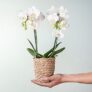 Orchidee in Weiß mit Korb für nur 10€ inkl. Versand