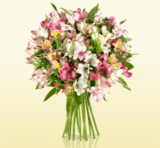 Blumenstrauss mit 15 bunten Alstromerien für nur 16,90 Euro inkl. Versand