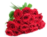 20 rote Rosen für 17,90 Euro oder sogar 50 rote Rosen mit 50cm Länge für nur 29,90 Euro inkl. Zustellung