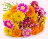 Blumenstrauß mit 40 bunten Gerbera für nur 19,94 Euro inkl. Zustellung