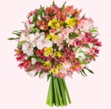 Strauß mit 22 Inkalilien (bis zu 120 Blüten) für nur 20,94 Euro inkl. Lieferung