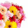 Blumenstrauß mit 44 bunten Gerbera für nur 25,48€ bei Blumeideal