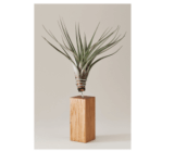 Coole Geschenkidee – Ausgefallene Blumen bei EVRGREEN reduziert!