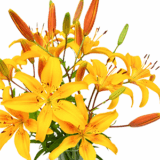 20 gelben Lilien mit bis zu 60 Blüten für nur 24,98 Euro inkl. Lieferung