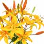 20 gelben Lilien mit bis zu 60 Blüten für nur 24,98 Euro inkl. Lieferung