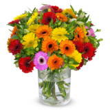 Strauß mit 20 bunten Gerbera und 20 Inkalilien für nur 24,98 Euro inkl. Lieferung