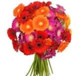 Blumenstrauß aus 41 bunten Gerbera nur 22,98 Euro inkl. Zustellung