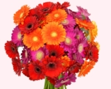 Bunter Strauß aus 33 Gerbera für nur 19,94 Euro inkl. Zustellung