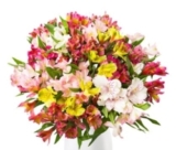 Blumenstrauß mit 41 Inkalilien für nur 22,98 Euro inkl. Versand