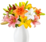 Blumenstrauß mit 23 Lilien für nur 19,98 Euro inkl. Versand