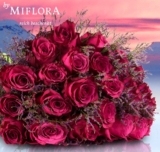 Miflora: Straus „Alpenglühen in St. Moritz“ für nur 17,90 Euro inkl. Versand bis Heiligabend