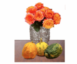 [MIFLORA.DE] Was ausgefressen? 10 XXL Rosen + 3 Zierkürbisse für zusammen nur 14,90 Euro inkl. Versand bestellen!