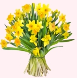 37 gelbe Narzissen für 20,94 Euro inkl. Lieferung bei BlumeIdeal