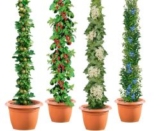 BCM Obstpflanze Säulenobst Set für nur 27,94€ (statt 44,99€)