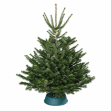 Premium-Nordmann-Tanne Weihnachtsbaum ab nur 33,92 Euro inkl. Lieferung