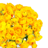 Strauß mit 50 Ranunkel für nur 23,98€ inkl. Lieferung