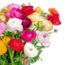 Blumenstrauß mit 40 bunten Ranunkeln für nur 22,98€ inkl.Versand