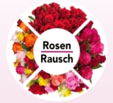 Rosen-Rausch: Bis zu 33 bunte Rosen für nur 19,98 Euro inkl. Lieferung
