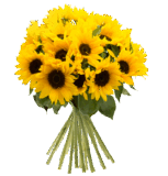 Strauß mit 23 Sonnenblumen für nur 19,94 Euro inkl. Versand