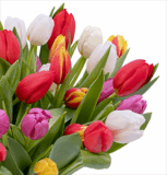 44 bunte Tulpen (40cm Länge) für nur 24,98 Euro inkl. Lieferung
